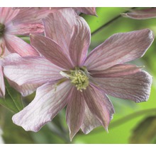 Close-up van een roze clematisbloem