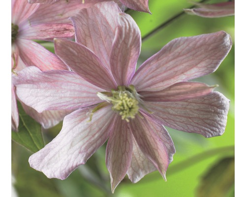 Close-up van een roze clematisbloem