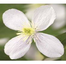 Close-up van een clematisbloem