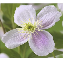 Close-up van een Clematis bloem