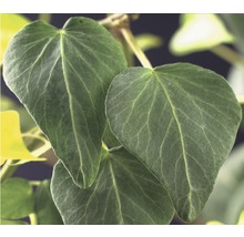 FLORASELF® Klimop hedera 'h. natasja' potmaat Ø16 cm