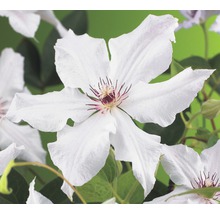 Witte clematis bloem close-up