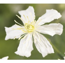 Close-up van een witte bosrank