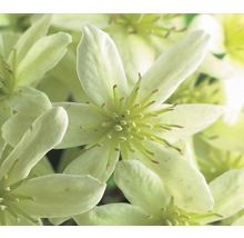 Close-up van bosrankbloemen
