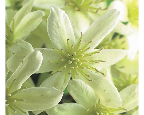 Close-up van bosrankbloemen