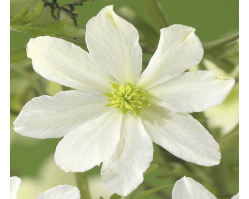 FLORASELF® Bosrank clematis 'early sensation' potmaat Ø16 cm