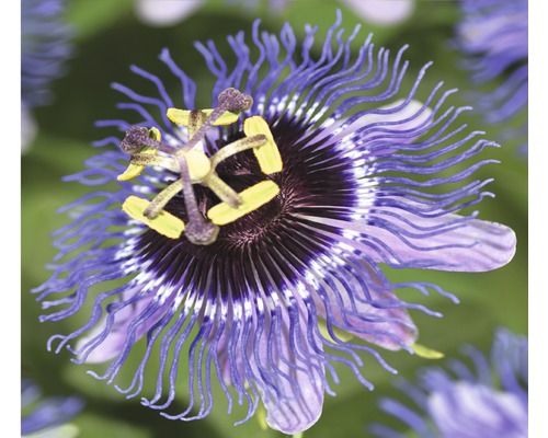 FLORASELF® Passiebloem passiflora 'purple rain' potmaat Ø16 cm