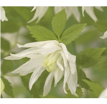 Bloem van de Clematis met groene bladeren