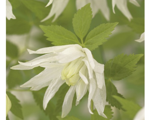 FLORASELF Bosrank Clematis alpina 'Albina Plena' potmaat Ø 16.0 cm H 50-70 cm Bloem van de Clematis met groene bladeren