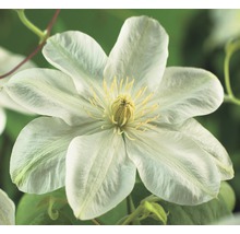 Close-up van een enkele witte clematisbloem