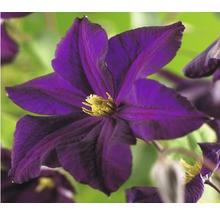 Close-up van een donkerpaarse Clematis bloem