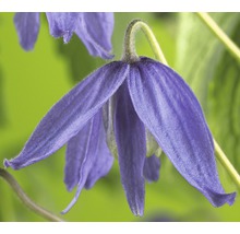 Close-up van een enkele, violetkleurige Clematis bloem.