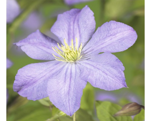 FLORASELF Bosrank Clematis-Cultivars 'Prince Charles' potmaat Ø 16.0 cm H 50-70 cm Close-up van een lichtpaarse clematisbloem