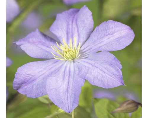 FLORASELF Bosrank Clematis-Cultivars 'Prince Charles' potmaat Ø 16.0 cm H 50-70 cm