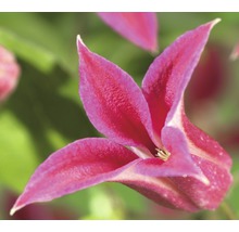 FLORASELF® Clematis 'Princess Diana' Ø16 cm roze
