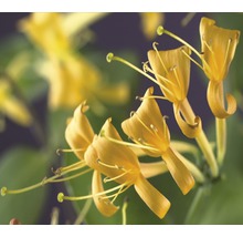 Close-up van gele kamperfoeliebloemen.