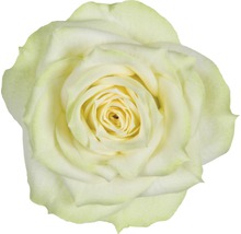 FLORASELF Roos honora wit Ø13 cm H30-40 cm