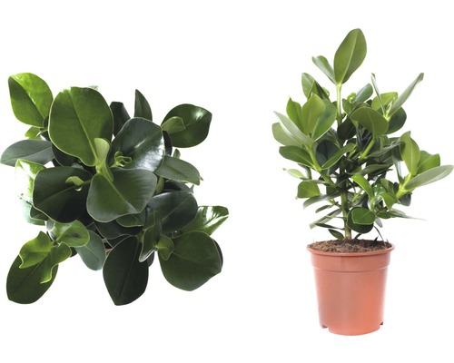 Clusia kamerplant in een pot, twee aanzichten