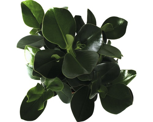 Peperomia kamerplant met ronde bladeren