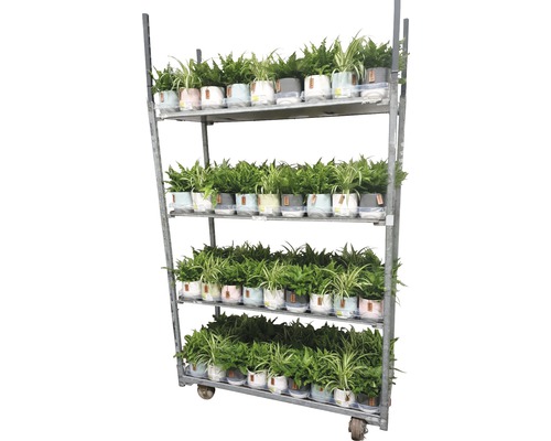 Plantenwagen met kamerplanten in potten