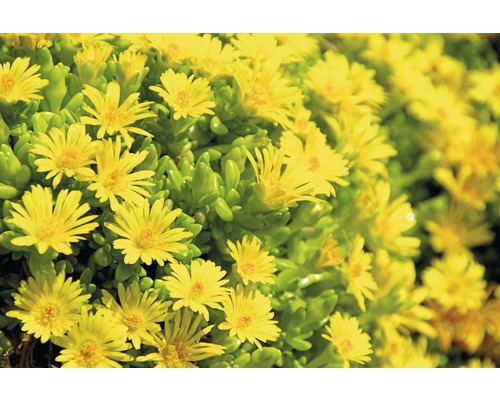 Close-up van middaggoud met gele bloemen en groene bladeren