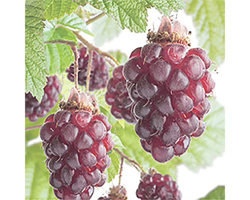 Close-up van boysenbessen aan een struik