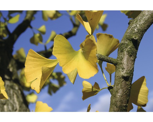 Close-up van een ginkgo boom met gele bladeren tegen een blauwe lucht