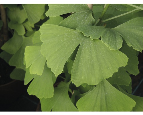 Close-up van Ginkgo bladeren