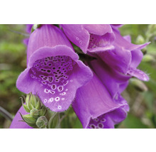 FLORASELF Vingerhoedskruid Digitalis purpurea 'Dalmatian Purple' potmaat Ø 11.0 cm H 5-80 cm