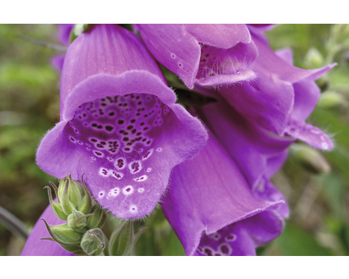 FLORASELF Vingerhoedskruid Digitalis purpurea 'Dalmatian Purple' potmaat Ø 11.0 cm H 5-80 cm