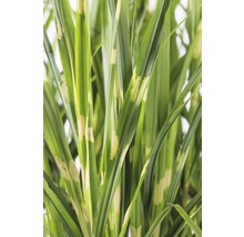 Bladeren van siergras met strepen