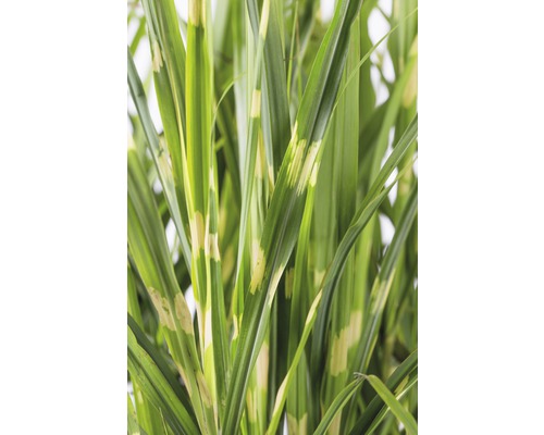 Bladeren van siergras met strepen