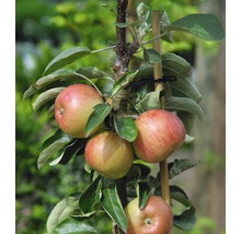 Appelboom met vruchten in detail