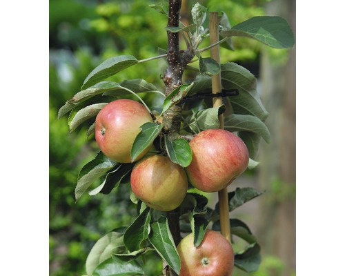 FLORASELF® Appelboom Malus domestica Starline ® 'Delgrina'