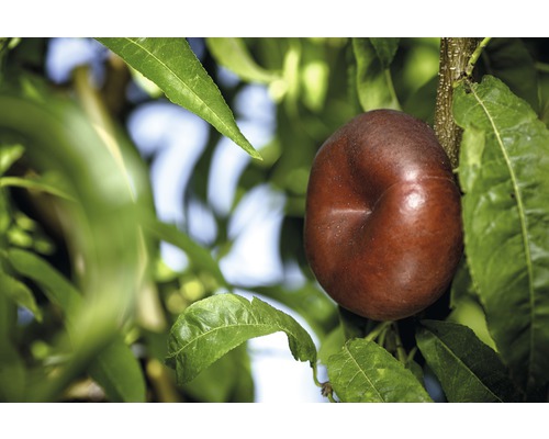 FLORASELF BIO Perzikboom Prunus nucipersica potmaat 7,5 liter H 130-150 cm Platte perzik aan boom met bladeren