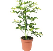 FLORASELF® Vingerboom "Schefflera Arboricola Gerda" potmaat Ø 13 cm-thumb-1