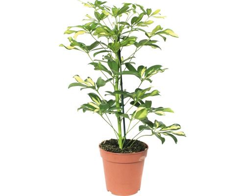 Schefflera plant in pot