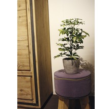 FLORASELF® Vingerboom "Schefflera Arboricola Gerda" potmaat Ø 13 cm-thumb-3