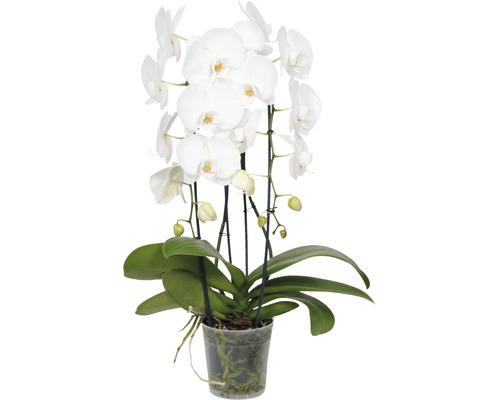 Witte orchidee in pot