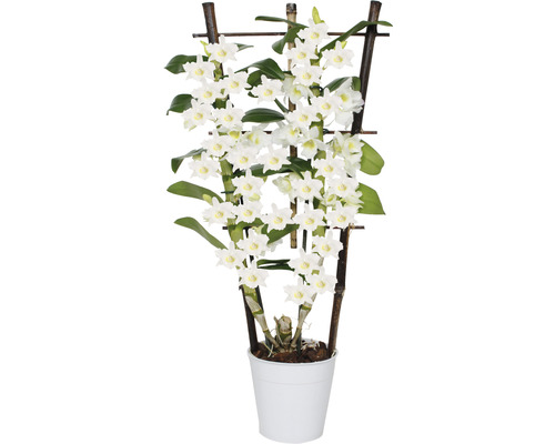 Dendrobium Nobile orchidee met bamboe klimrek in pot