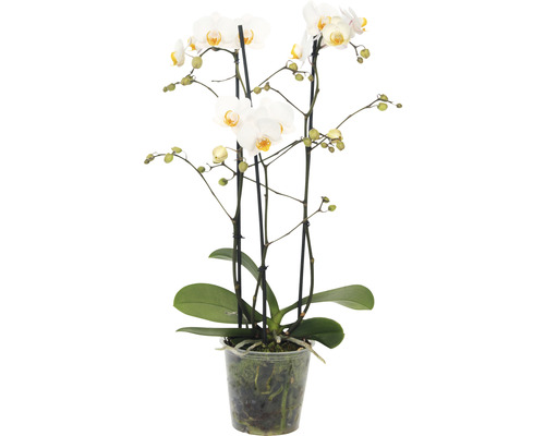 Orchidee in pot met witte bloemen