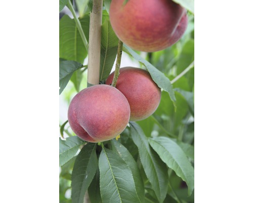 FLORASELF® Perzikboom Prunus persica 'Rode Weinberg' potmaat Ø25 cm