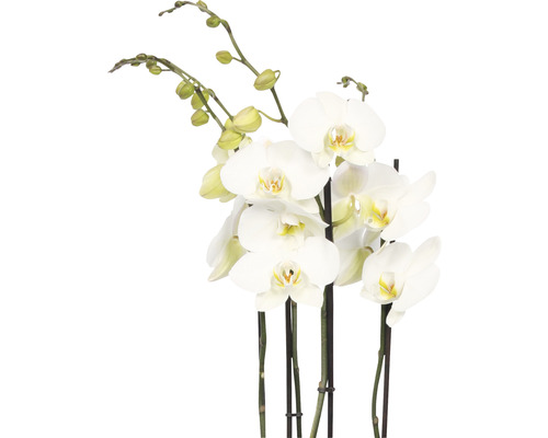 Witte orchidee met bloemen en knoppen