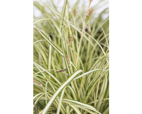 FLORASELF Bontbladige zegge Carex oshimensis Ø 11 cm