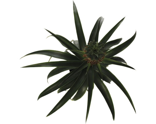 Ananasplant van bovenaf