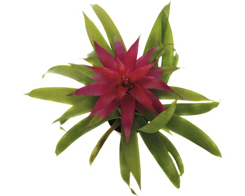 Bromelia kamerplant met rode bloem en groene bladeren van bovenaf