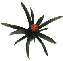 Vogelnest Bromelia kamerplant met oranje bloem