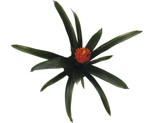 Vogelnest Bromelia kamerplant met oranje bloem