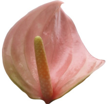 Enkele roze anthurium met kolf