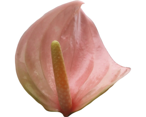 Enkele roze anthurium met kolf